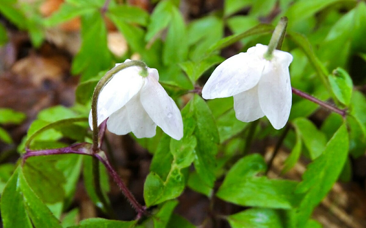 Ветреницы под дождём. - Милешкин Владимир Алексеевич 