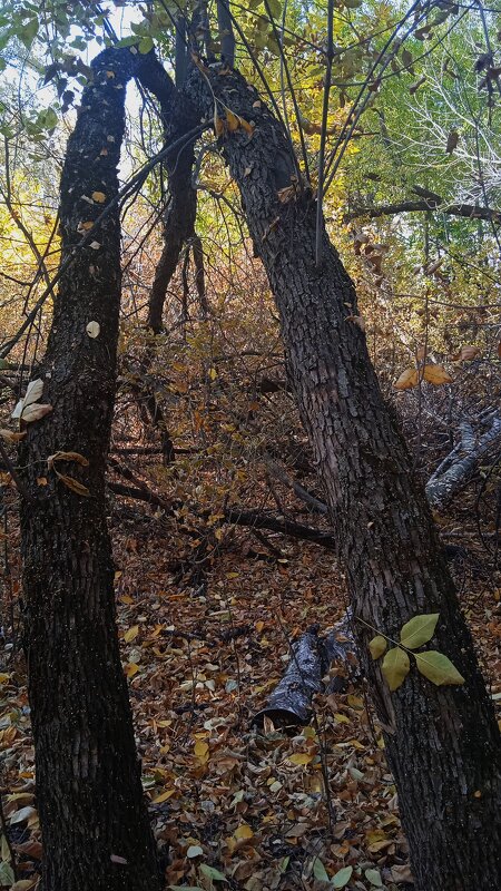 ....... - Елена Шаламова