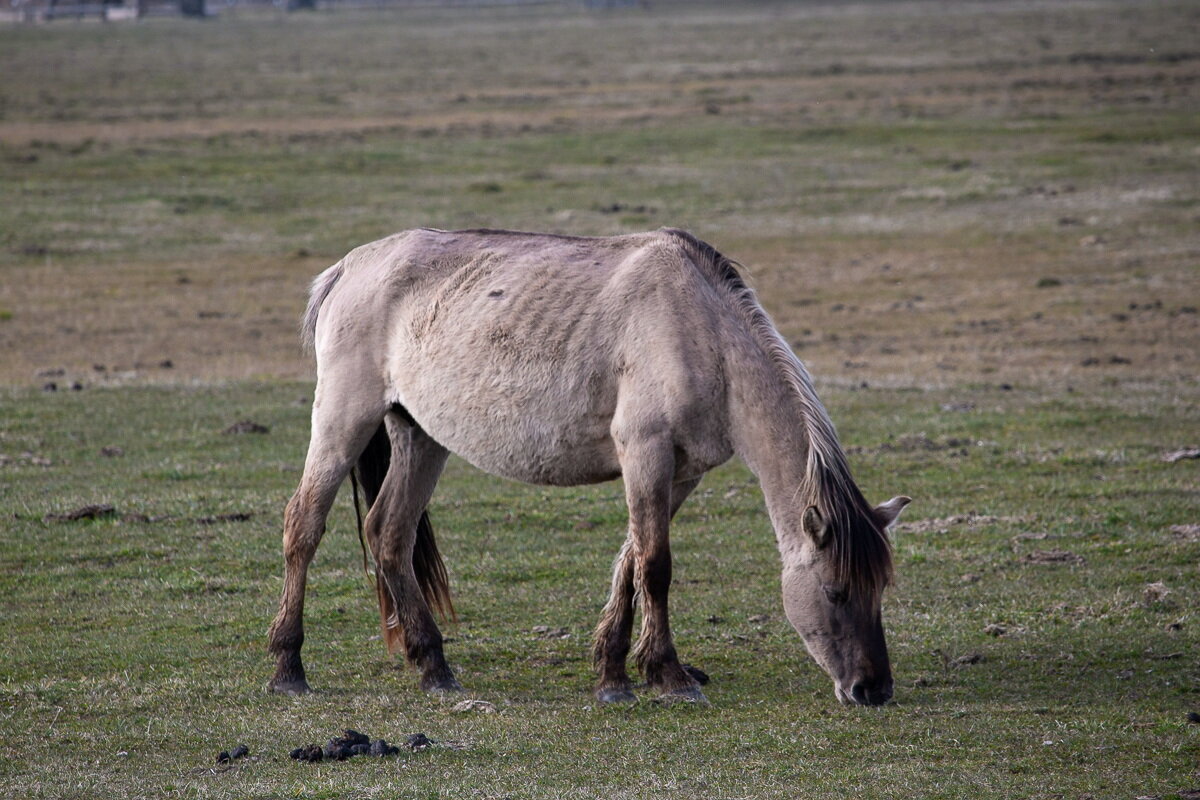 *** - Геннадий Порохов