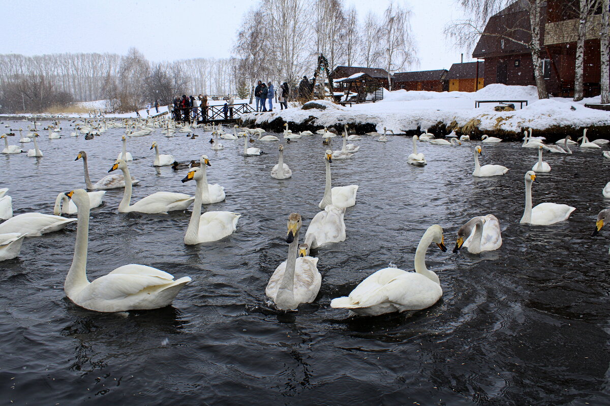 В заказнике - Татьяна Лютаева