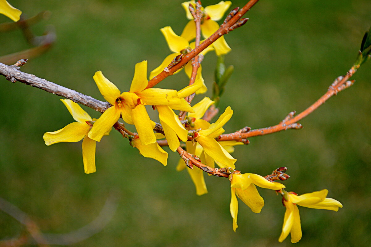 Форзиция цветёт в горах Алтая - Татьяна Лютаева