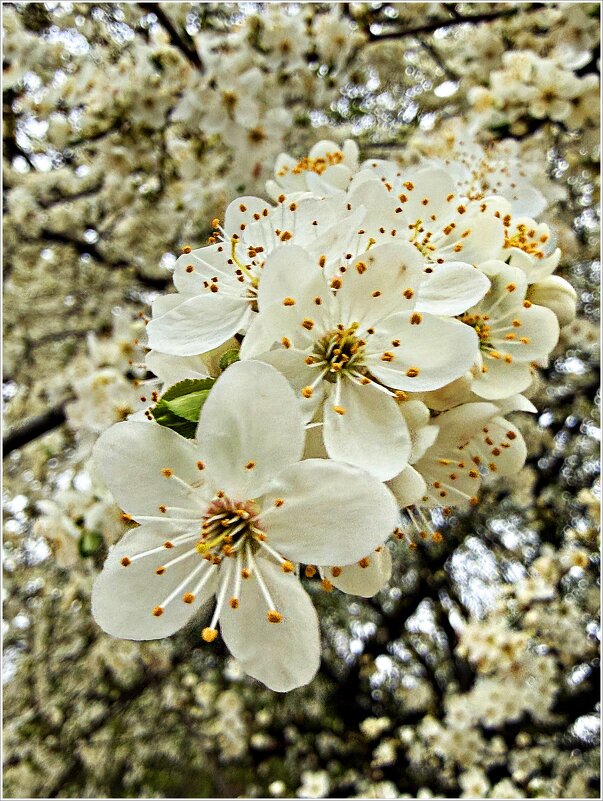 ******* - Валерия Комова