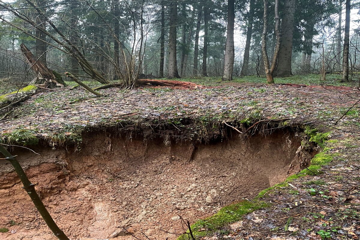 В лесу - Андрей Л. В.