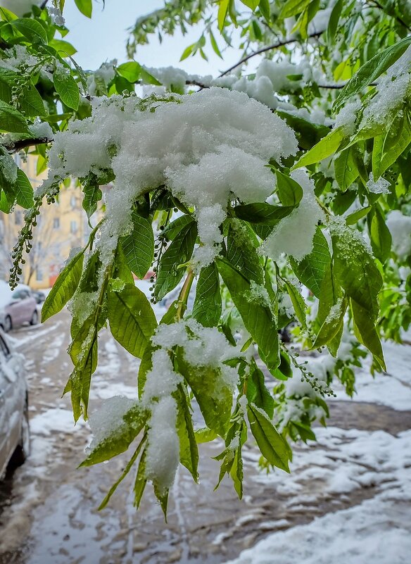 19 Апреля 2017 года город Белгород ... - Ravile 