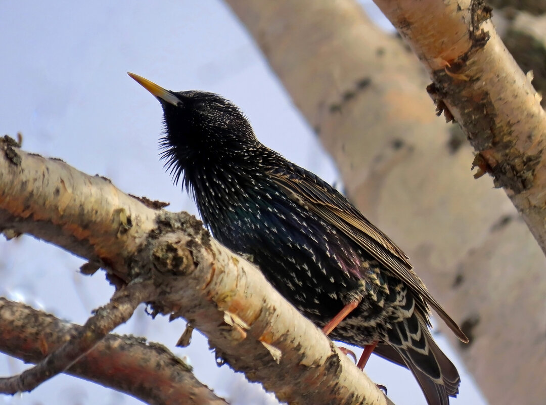 Скворец - Valentina K