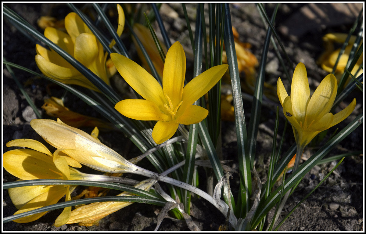 Время крокусов - Aleksandr Gal