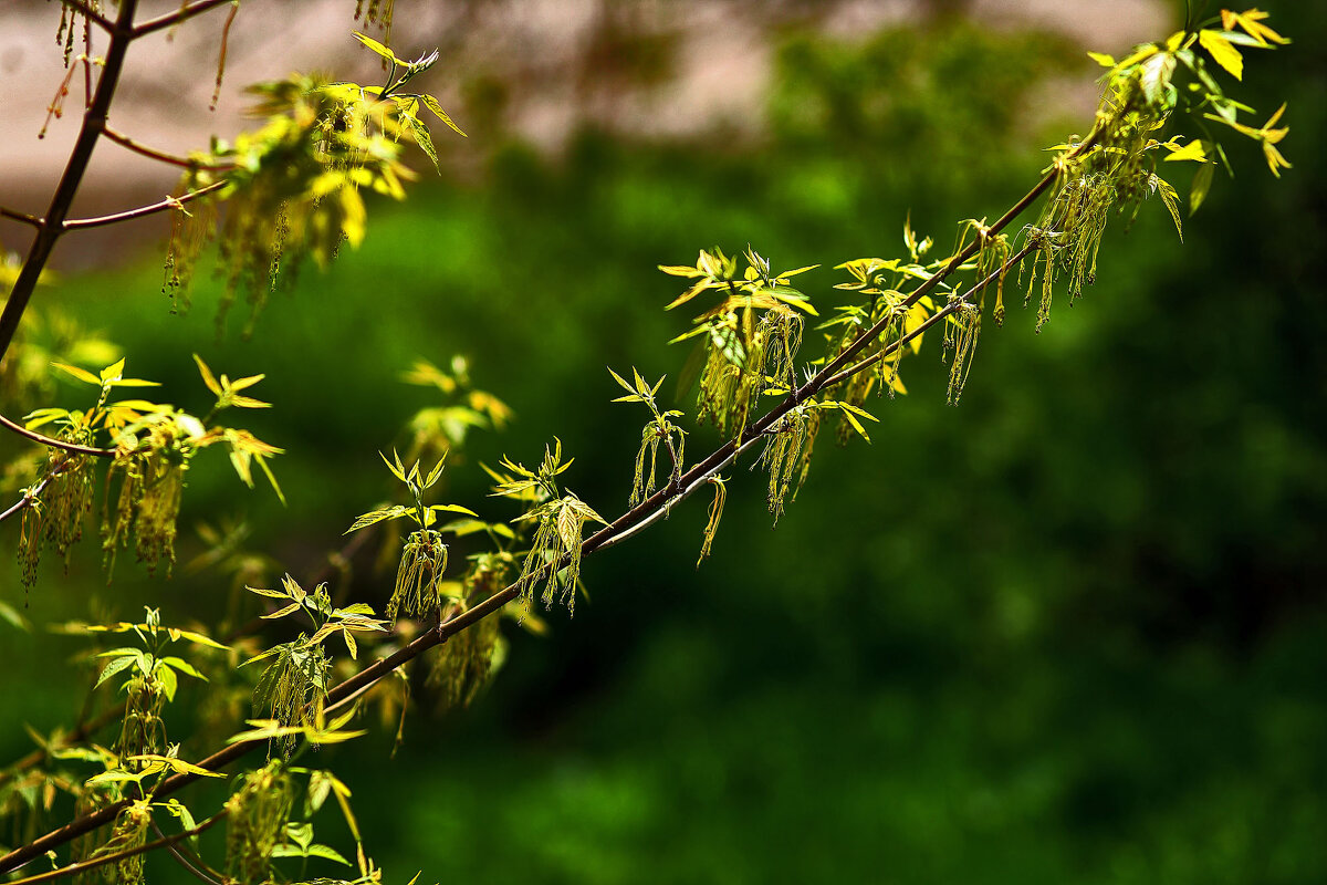 Весна! Всё цветёт, всё распускается. - Юрий Гайворонскiий