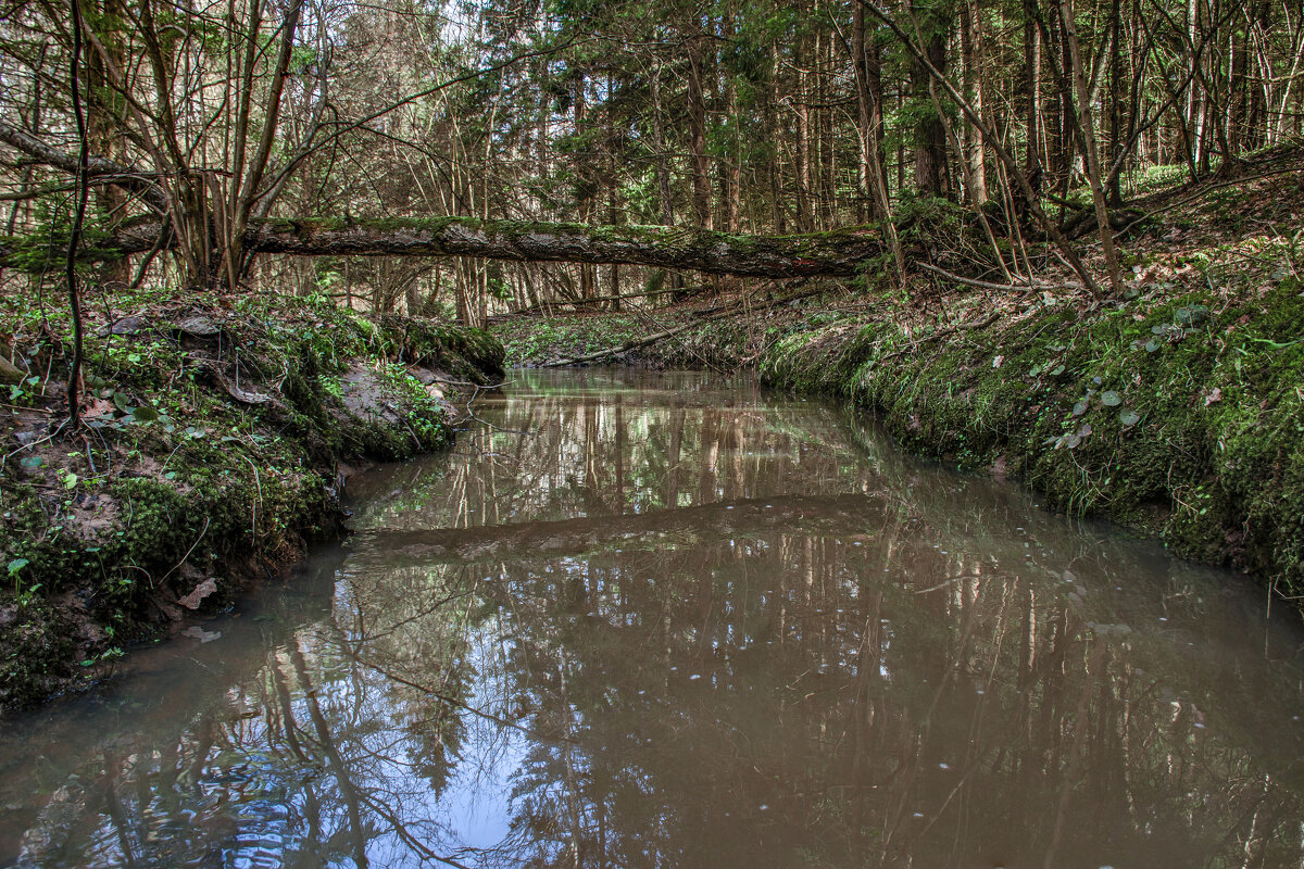 Весна . Лесной ручей - Va-Dim ...