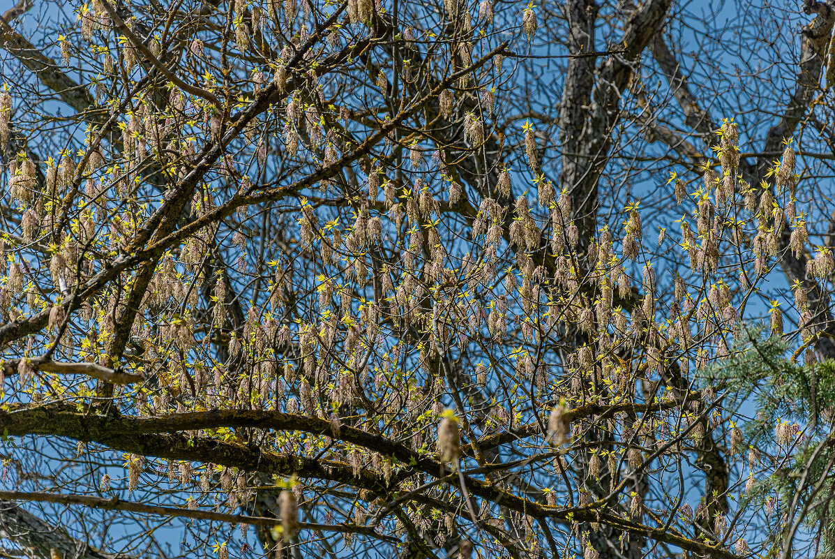 Кисточки! - Варвара 