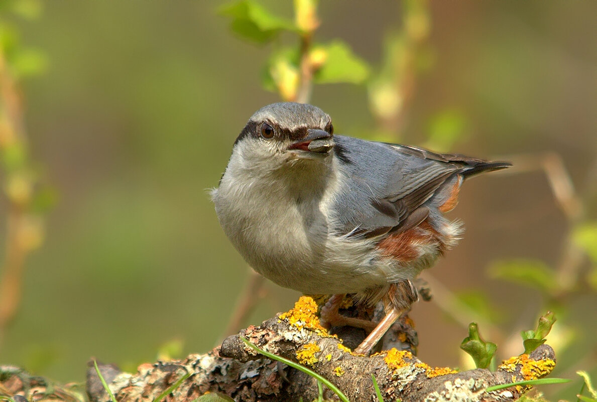 ... - Вячеслав Минаев