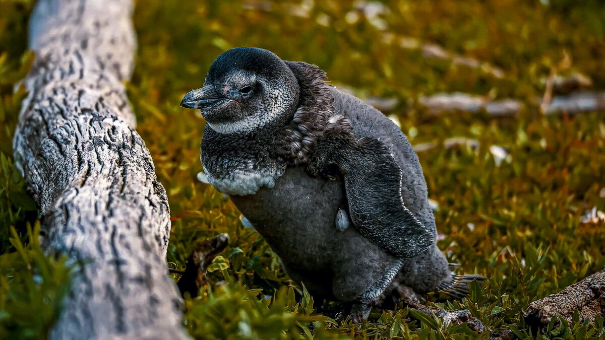 Галапагосский пингвин - Aleksey Afonin