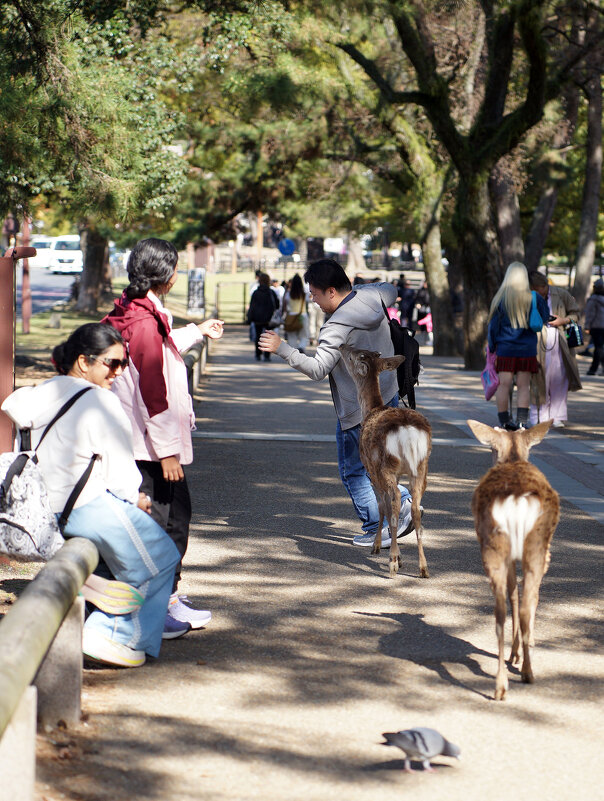 Нара и ее обитатели. - Liliya 