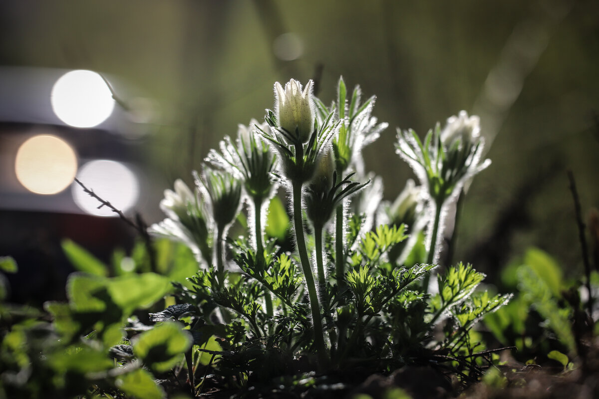 Ещё прострел - Игорь Шевченко