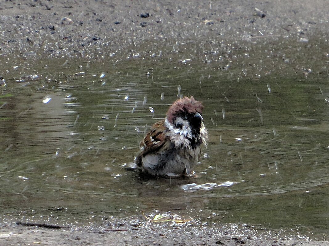 Водные процедуры - Лариса С.