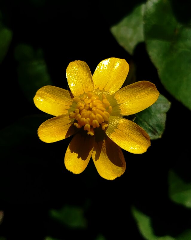 Солнышко на ножке - светлана льдокова