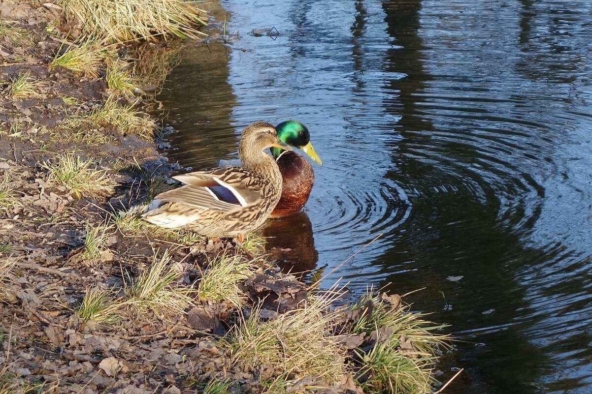 Утки весной - Рита Симонова