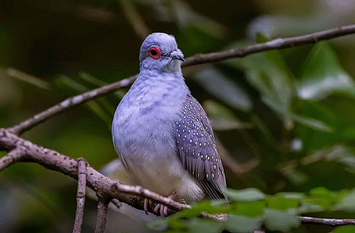 Геопелия клиновидная - Aleksey Afonin