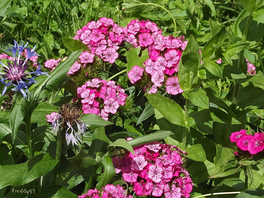 Турецкая гвоздика - Freddy 97