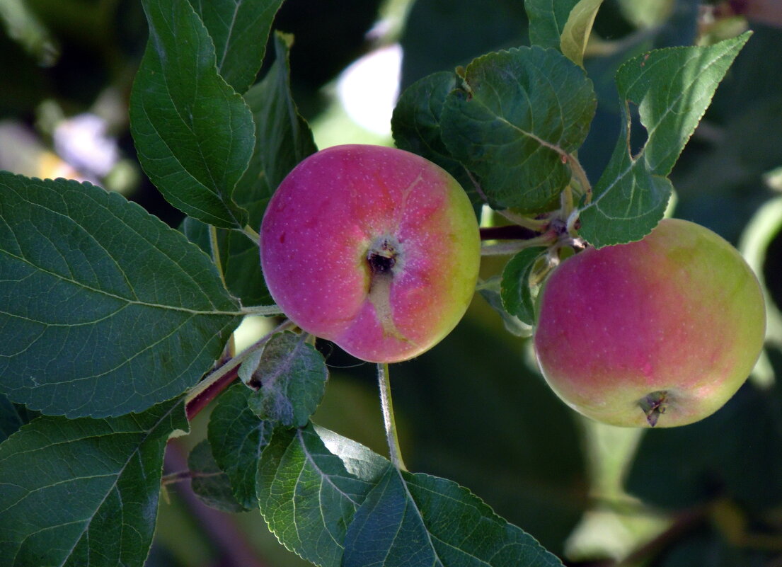 Сибирские яблочки. - nadyasilyuk Вознюк