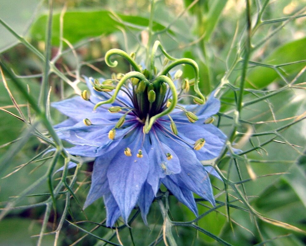 Нигелла. - nadyasilyuk Вознюк