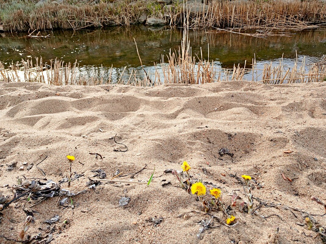Мать-и-мачеха на песке - Лия ☼