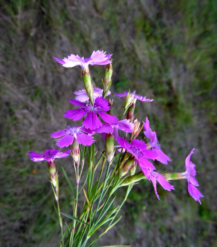 Гвоздички. - nadyasilyuk Вознюк
