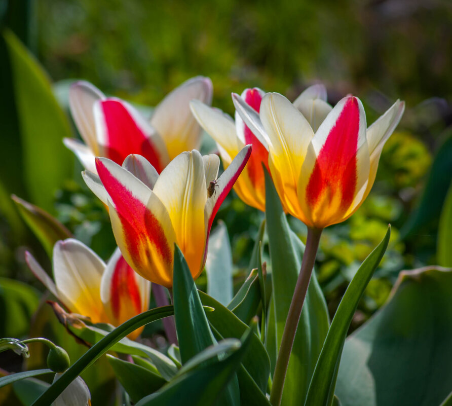 Первые апрельские тюльпаны. - Анатолий Нецепляев