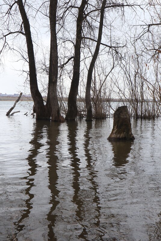 Пейзаж с пнём - Галина Козлова 