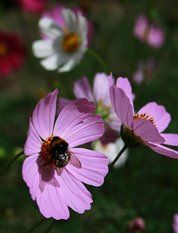 Шмель - Владимир Гришин