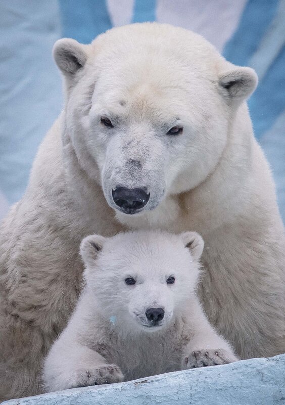 полярные медведи - Аркадий Лаптенко