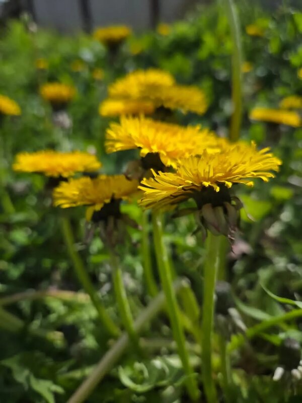 Одуванчики - Tata Wolf