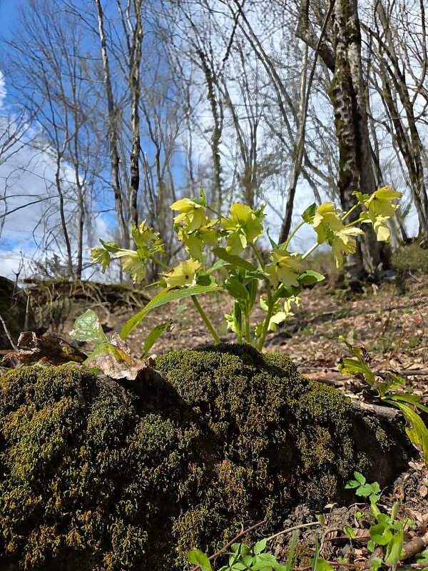 Весна - Tata Wolf