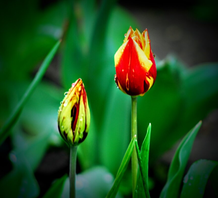 Весна. - Владимир 