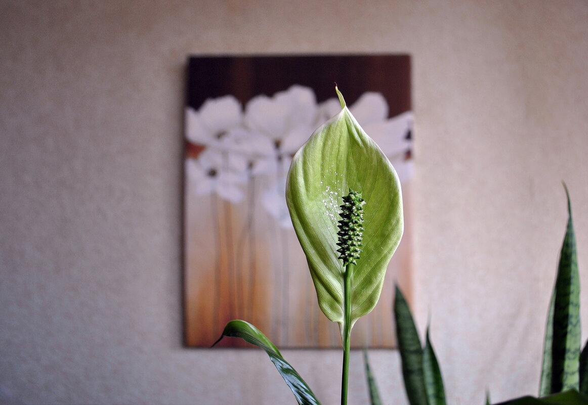 Малые домашние радости - AleksSPb Лесниченко