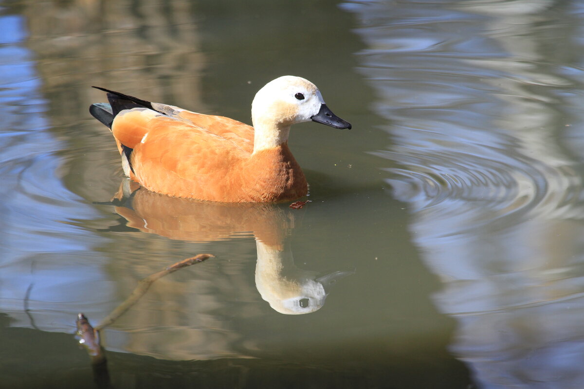 .. - Ninell Nikitina