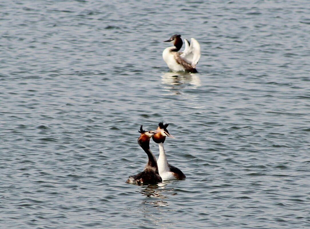 Третий -лишний... - Александр Герасенков