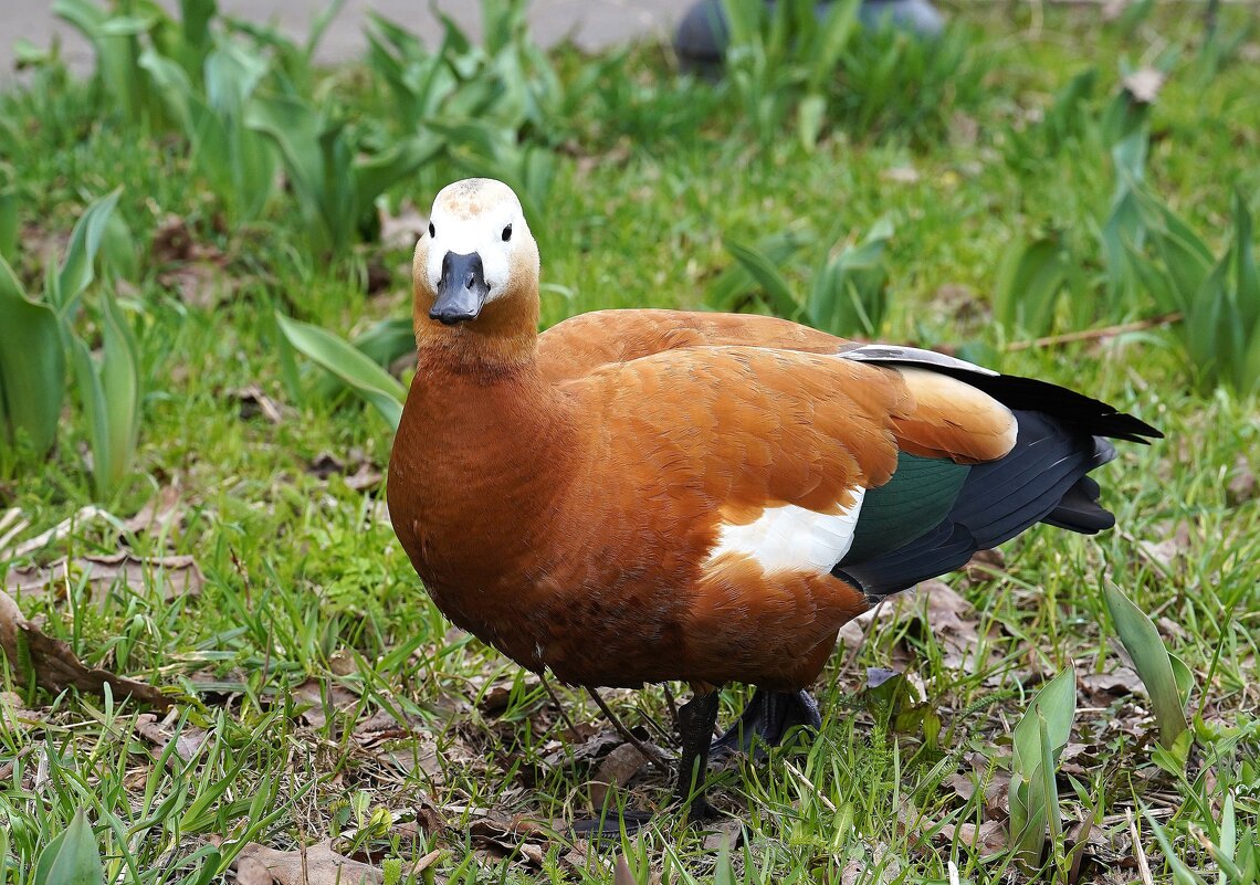 Огари прилетели - Татьяна Тюменка