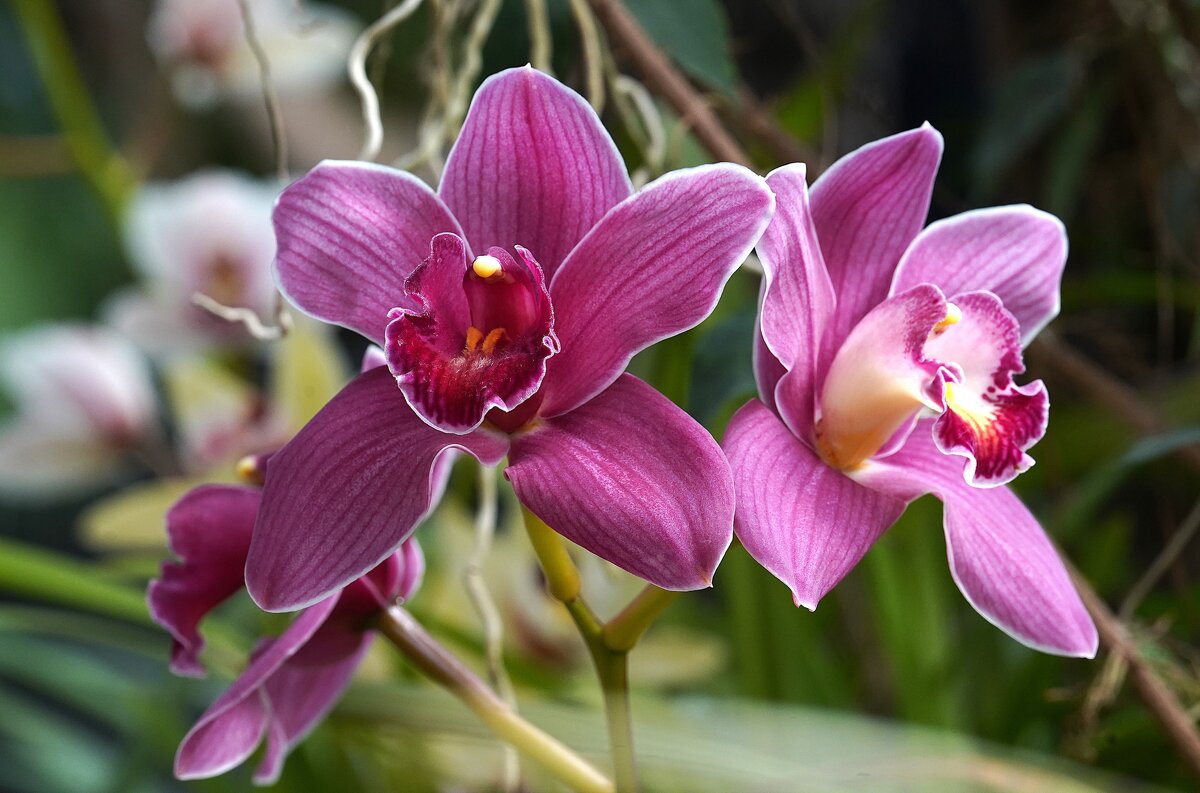 Орхидея - Татьяна Тюменка