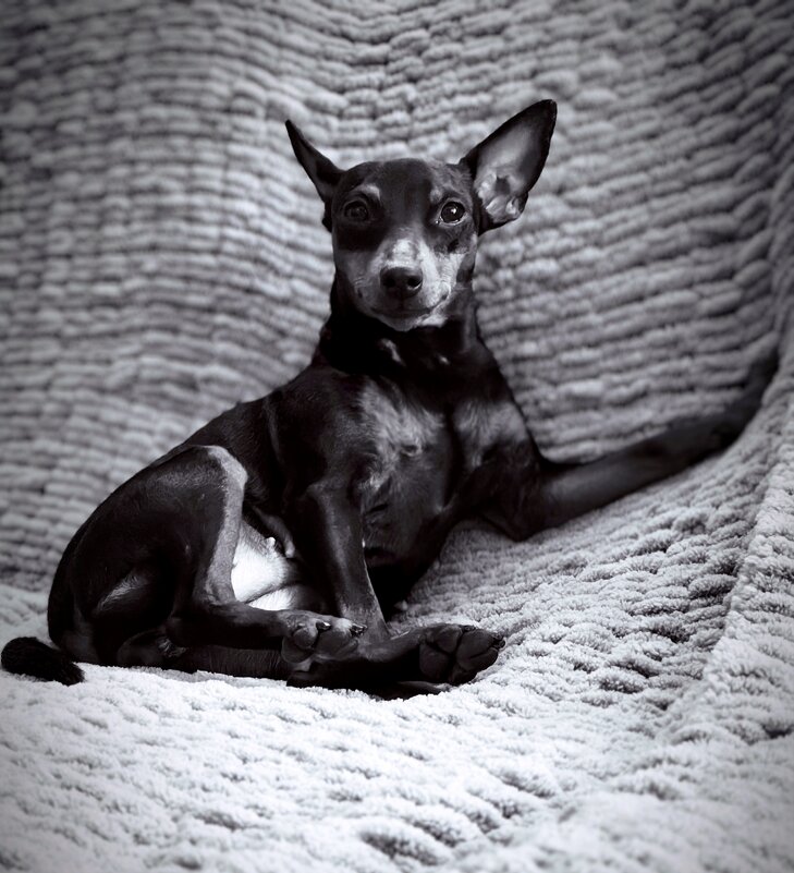 Песик - Evgenia Glazkova