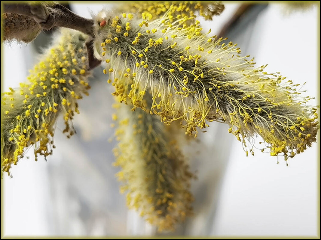 Весенние радости. - Лилия *