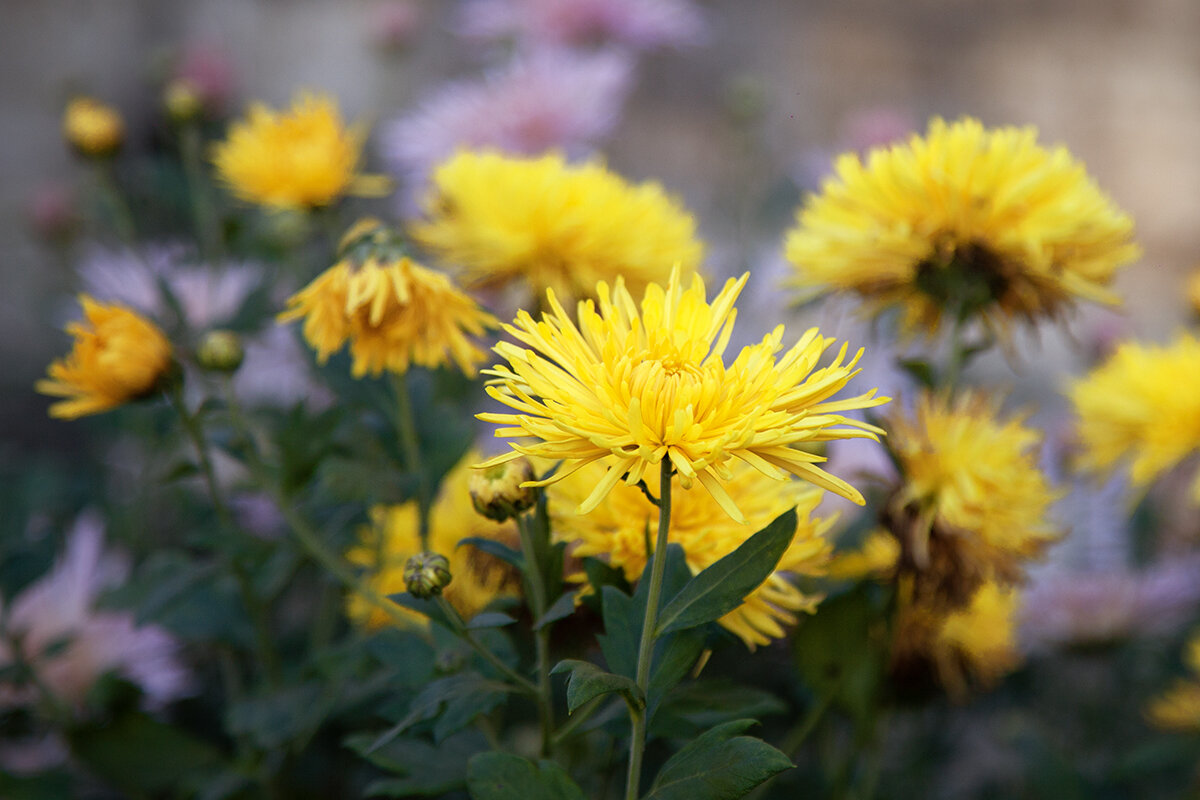 Осенние хризантемы. - Лилия *