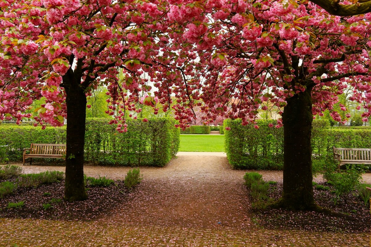 Когда цветёт сакура - Юрий. Шмаков