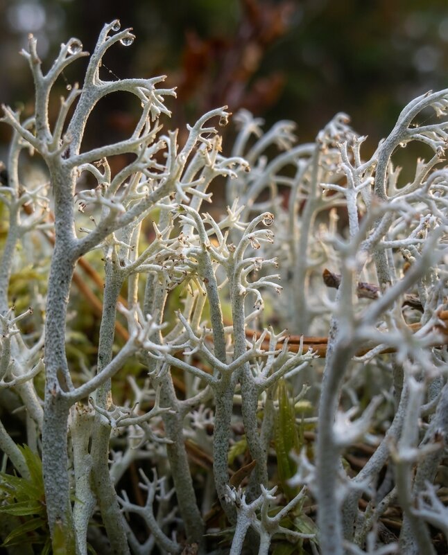 Ягель (лешайник), макрофото - Лилия 