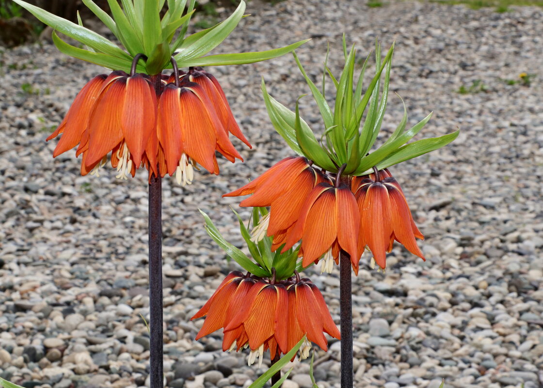 *** - Игорь Kуленко