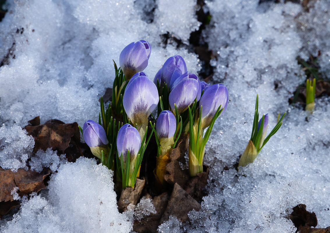 Крокусы - София 