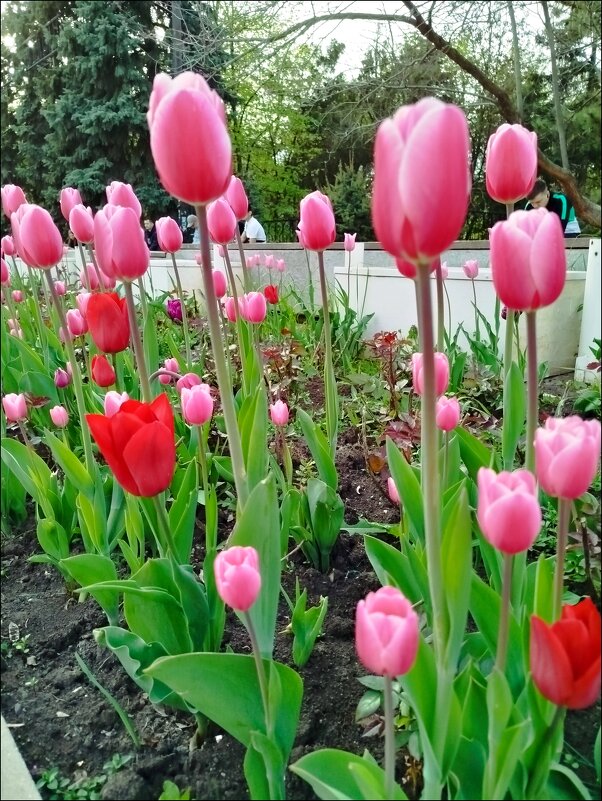 Тюльпанчики! - Надежда 