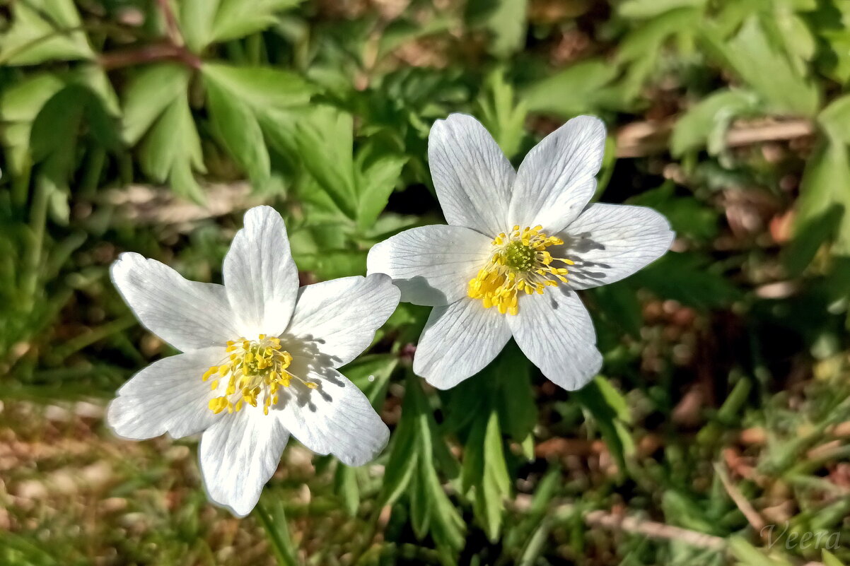 Ветреница дубравная - Veera V