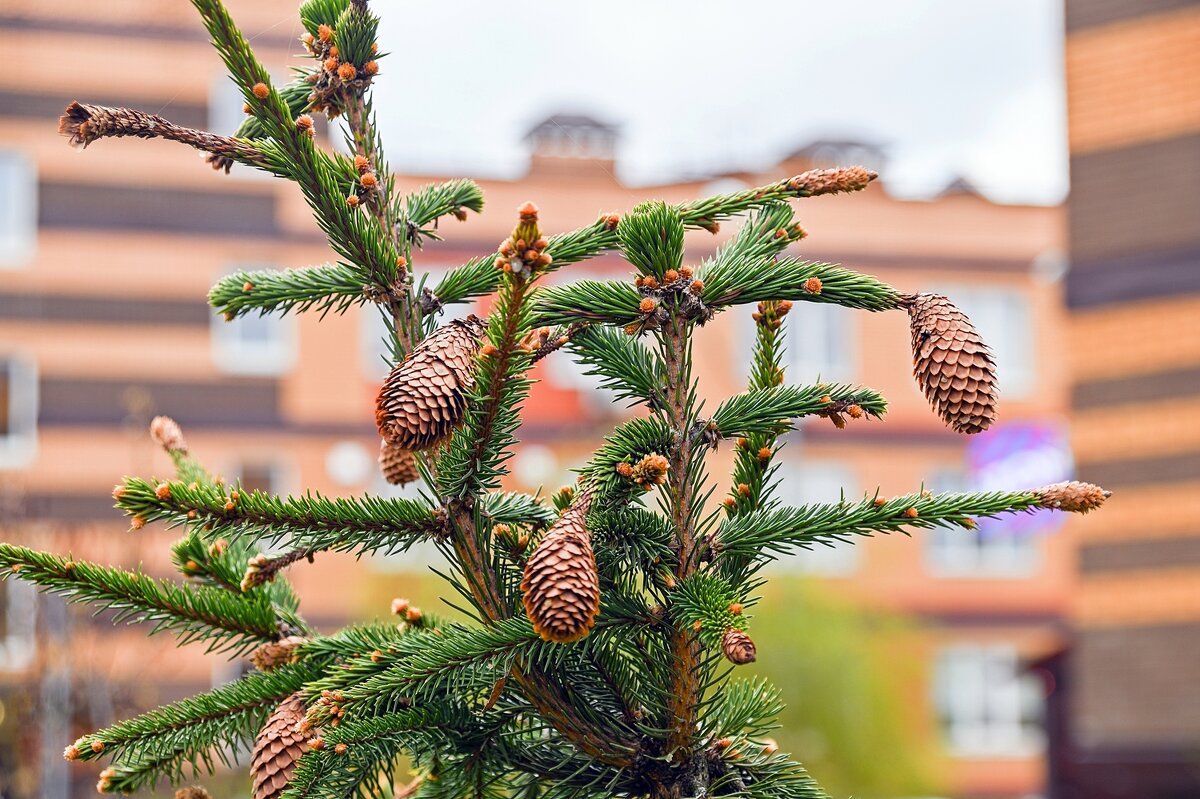Шишкастая - Валерий Иванович