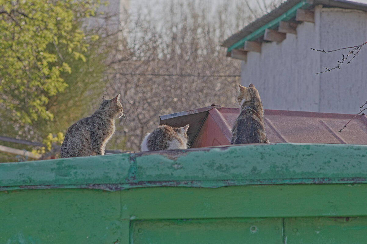 Три девицы под окном - Giant Tao /