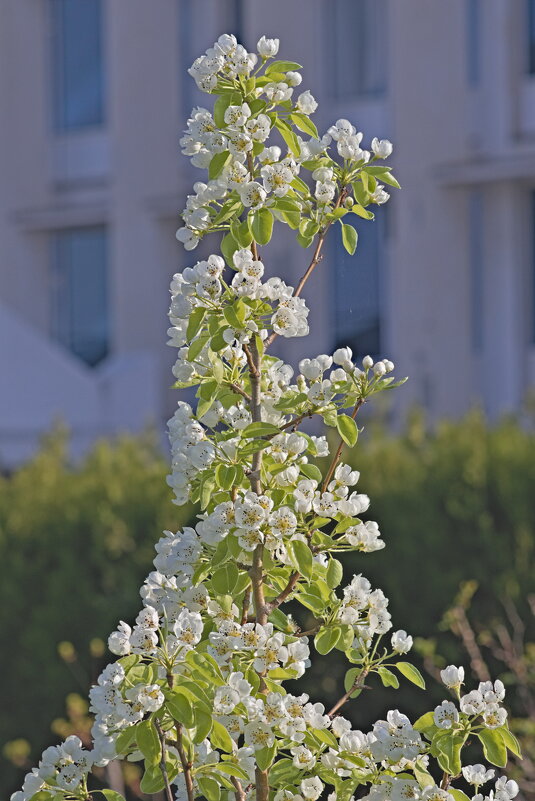 Цветение яблони - Giant Tao /